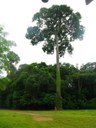 Árvore da Castanha-do-Brasil (Bertholletia excelsa Bonpl.) com quase 40 metros de altura na Floresta Nacional (FLONA) do Tapajós - Belterra/PA . Foto: Cecília Carvalho – Janeiro 2011