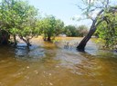 Período de cheia na vegetação de Igapó, banhada pelo rio Tapajós em Alter do Chão/Santarém/PA. Foto: Cecília Carvalho – Julho 2018.