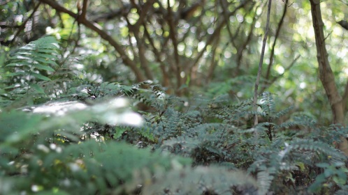 Parque Natural Municipal de GV - Foto SecomPMGV