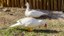 Patos do Campus (1).jpg
