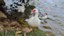 Patos do Campus (10).jpg