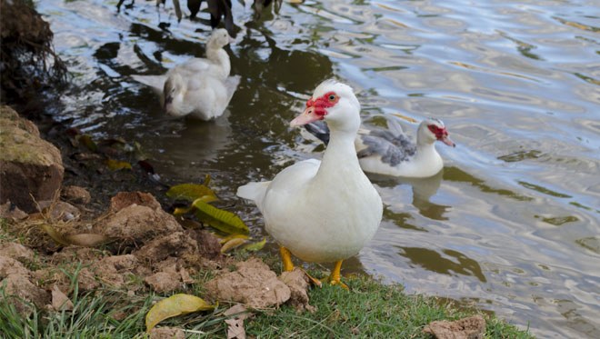 Patos do Campus (10).jpg