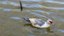 Patos do Campus (11).jpg