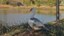 Patos do Campus (2).JPG