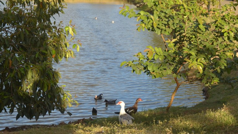 Patos do Campus (5).JPG