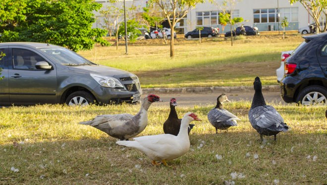 Patos do Campus (9).jpg