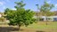 Árvores do IFMG - Campus Governador Valadares (1).jpg