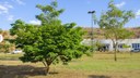 Árvores do IFMG - Campus Governador Valadares (1).jpg