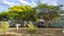 Árvores do IFMG - Campus Governador Valadares (6).jpg