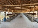 Telamento para evitar entrada de pássaros é uma das principais ações preventivas