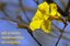Ipê amarelo -Handroanthus serratifolius.jpg